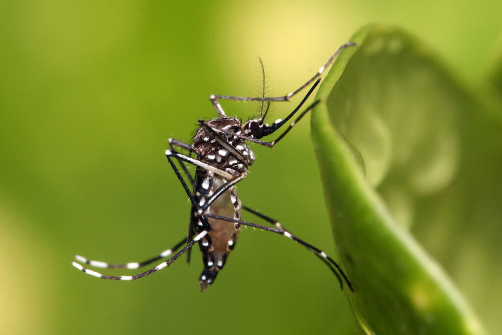 1200px-Aedes_aegypti