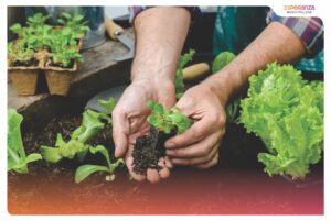 PROGRAMA_MI_HUERTA