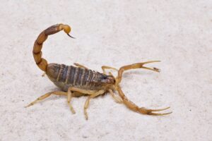 alacranes
