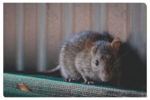 ratón