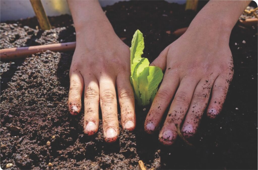 mi huerta