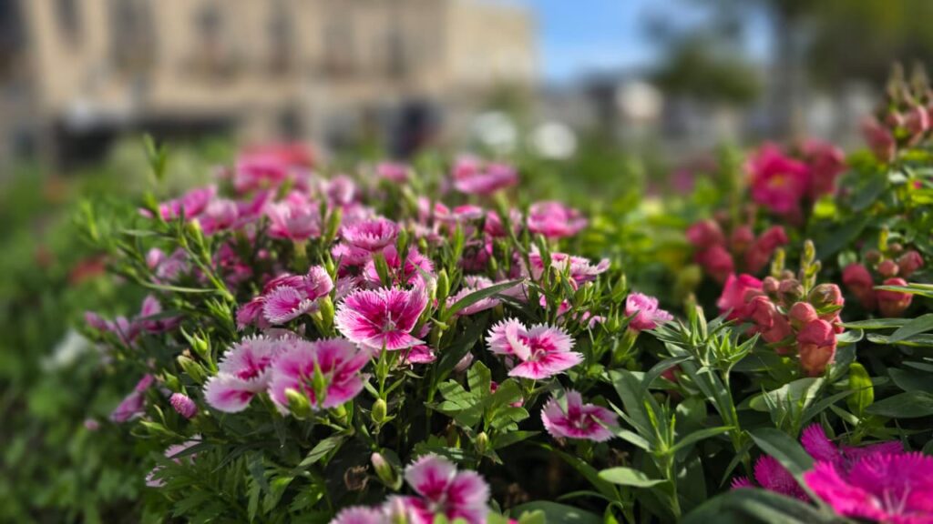 flores