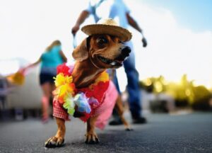 perro salchicha
